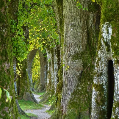 trees-2897757_1920